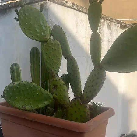 La Terrazza Sul Tempio Apartament *