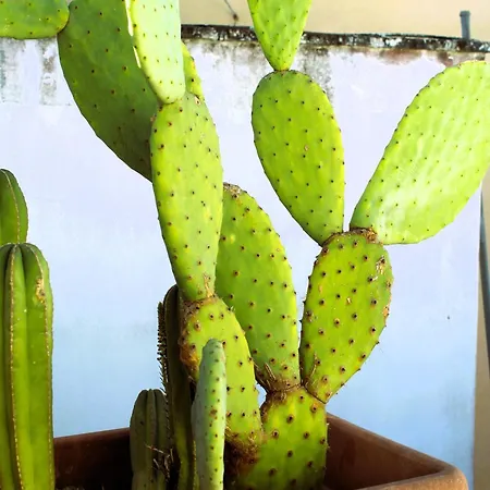 Apartment La Terrazza Sul Tempio