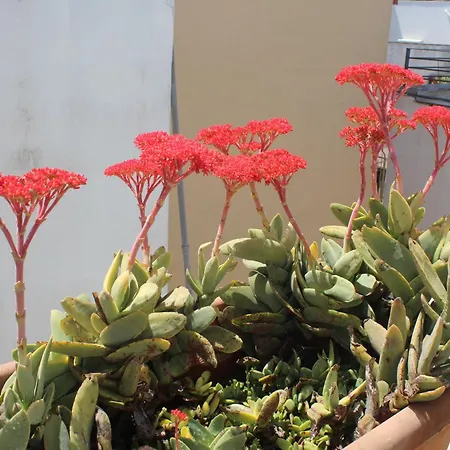 La Terrazza Sul Tempio Apartman
