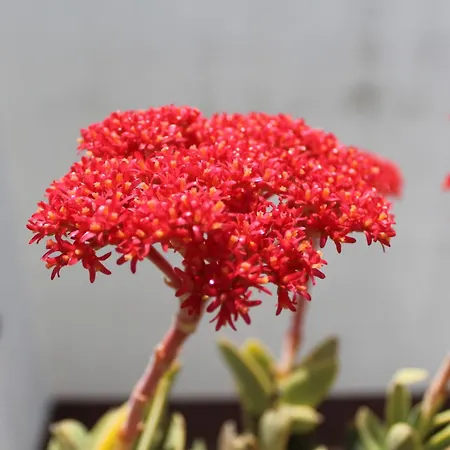 Apartment La Terrazza Sul Tempio