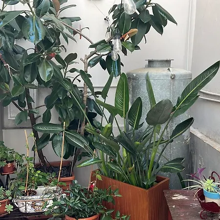 Apartman La Terrazza Sul Tempio *